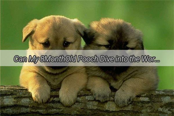 Can My 8MonthOld Pooch Dive into the World of Meat A Comprehensive Guide for Pet Parents